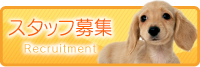 城山通りどうぶつ病院の採用ページ
