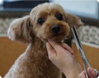 petsalon_img_1